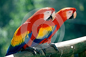 Scarlet Macaws on perch photo