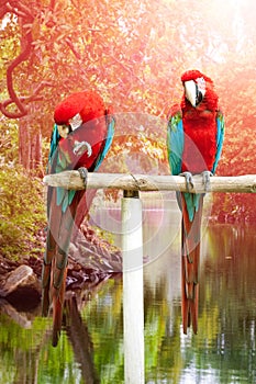 Scarlet macaws perched on a wooden post enjoying the warmth of the evening sun