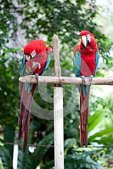 Scarlet macaws perched on a wooden post in a tropical forest