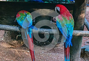 Scarlet Macaws sitting on perch