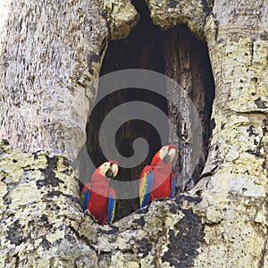 Scarlet Macaws (Square)