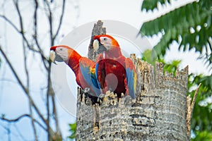 Scarlet Macaws in their nest