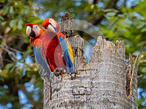 Scarlet Macaws in their nest