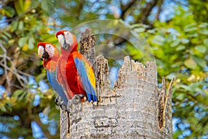 Scarlet Macaws in their nest i