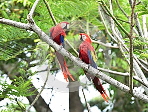 Scarlet macaws tree, corcovado, costa rica