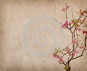 Scarlet Malus spectabilis flower