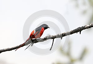 Scarlet minivet