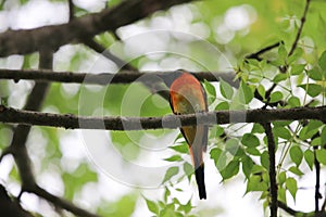 Scarlet minivet beautiful bird colorful feather freshness and freedom