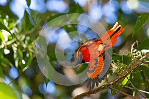 Scarlet minivet in flight