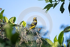 Scarlet Minivet Formal Name: Pericrocotus flammeus, Female