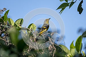 Scarlet Minivet Formal Name: Pericrocotus flammeus, Female