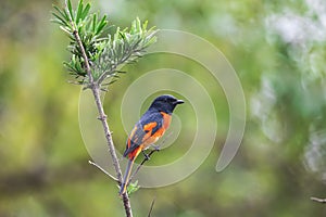 Scarlet Minivet Formal Name: Pericrocotus flammeus, Male