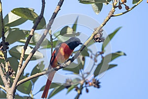 Scarlet Minivet Formal Name: Pericrocotus flammeus, Male