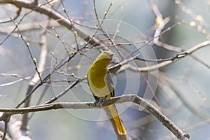 Scarlet Minivet