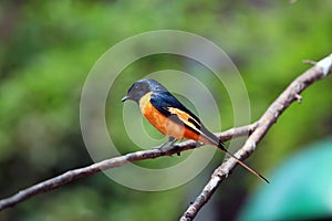 Scarlet minivet (Pericrocotus speciosus)