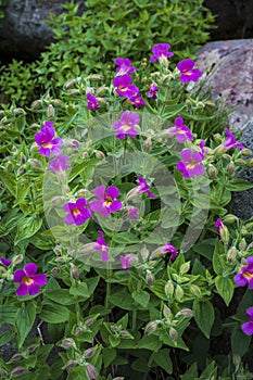 Scarlet monkey flowers