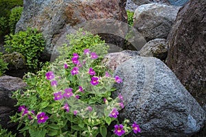Scarlet monkey flowers