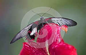 Scarlet mormon butterfly closeup