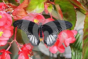 Scarlet Mormon Butterfly on Red Wax Begonias