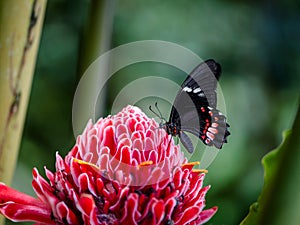 The Scarlet Mormon or Red Mormon on a scarlet flower. Papilio rumanzovia.