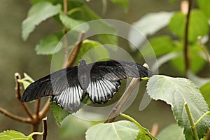The scarlet Mormon or red Mormon Papilio rumanzovia is a small black and white butterfly from Philippines