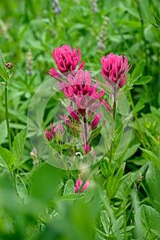 Scarlet Paintbrush blooming bright red in an alpine wildflower meadow, Paradise area at Mt. Rainier national park, as a nature bac