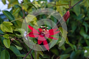 Scarlet passionflower Passiflora vitifolia blooms with red petals on a vine