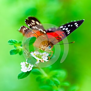 Scarlet Peacock anartia amathea buterfly green background square composition