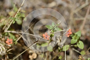 Scarlet pimpernel