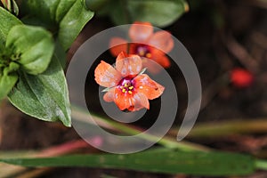 Scarlet Pimpernel.