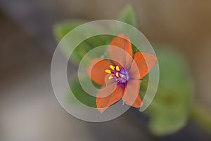 Scarlet Pimpernel - Anagallis arvensis