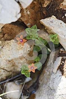 Scarlet Pimpernel - Anagallis arvensis