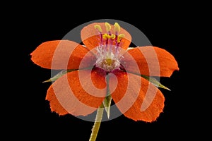 Scarlet Pimpernel Anagallis arvensis. Flower Closeup