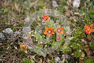 Scarlet Pimpernel Anagallis arvensis flowers