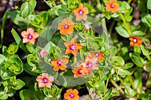 Scarlet pimpernel (Anagallis arvensis), native to Europe and Western and North Africa, Santa Clara county, south San Francisco bay photo