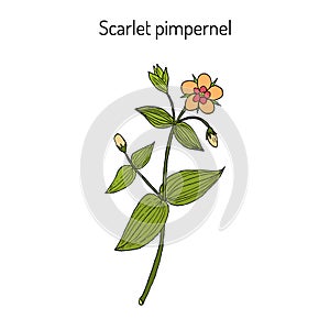 Scarlet pimpernel Anagallis arvensis , or red chickweed, poorman s barometer, shepherds clock, medicinal plant