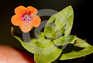 Scarlet pimpernel, Anagallis arvensis, shepherd`s weather glass