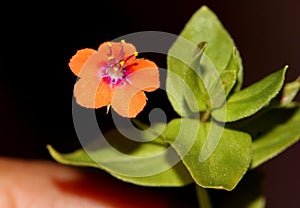 Scarlet pimpernel, Anagallis arvensis, shepherd`s weather glass