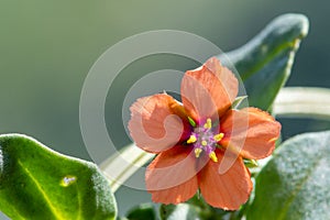Scarlet pimpernel anagallisarvensis flower