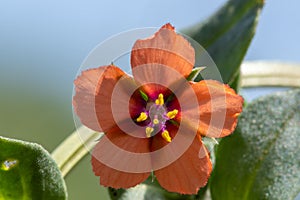 Scarlet pimpernel anagallisarvensis flower