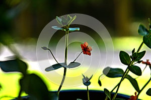 Scarlet Pimpernel Flowers in bloom in springtime