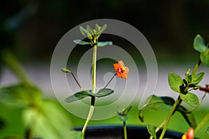 Scarlet Pimpernel Flowers in bloom in springtime