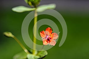 Scarlet Pimpernel Flowers in bloom in springtime