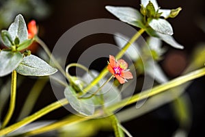 Scarlet Pimpernel Flowers in bloom in springtime