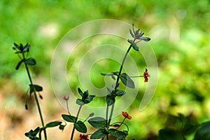 Scarlet Pimpernel Flowers in bloom in springtime