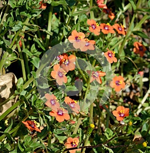 Scarlet Pimpernel wild flower bunch.