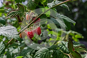 Scarlet pink red ripe raspberries on branches with green carved leaves on bush in summer garden in light of sun