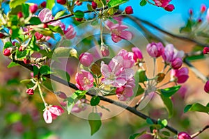 Scarlet, pink, spring buds of tree flowers, apple trees, blossomed on branches