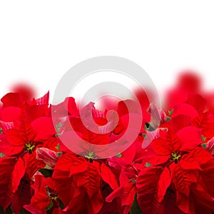 Scarlet poinsettia flower or christmas star