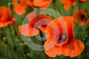 Scarlet poppies on the green field